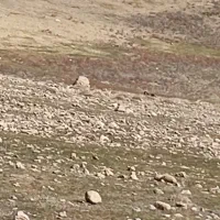 زمین-دشتروم-چشمه-پهن-طرح-هادی