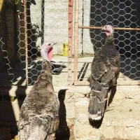 بوقلمون ماده