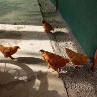 مرغ نژاد برهما