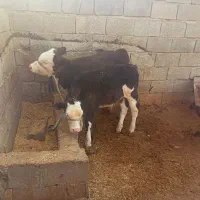 فروش گاو گوساله نر|حیوانات مزرعه|شیراز, کوشک میدان|دیوار
