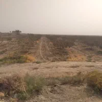 فروش باغ پسته ۱۵ ساله|فروش دفتر صنعتی، کشاورزی، تجاری|رشتخوار, |دیوار