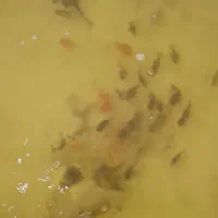 بچه گلدفیش ۲ بندی|ماهی|ساوه, |دیوار