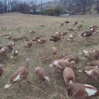 بوقلمون برنز و بوربون محلی