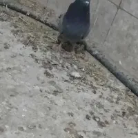 یک سبز نر قریب گیری