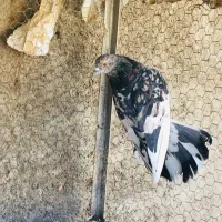 کبوترسرور