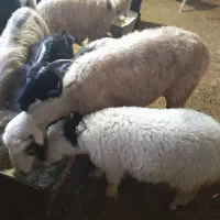 بز و بره و میش بردار