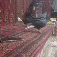 ۳ جفت سیاه دم سفید|پرنده|شادگان, |دیوار