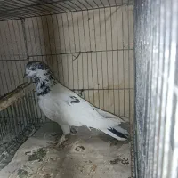 سار تهرانی