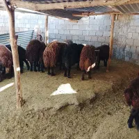 بره نر میش قوچ