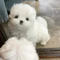 سگ تربیت شده