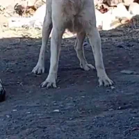 سگ درشت