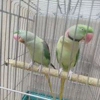 شاه طوطی