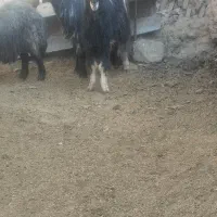 دو عدد. دوبر جوان