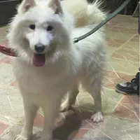 واگذاری سگ نر سامویید