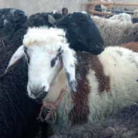 بره شیشک میش قوچ بزغاله، بز