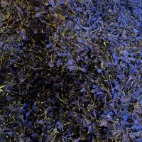 گل گاوزبان