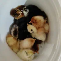تعدادی جوجه مرغ ۱۵روزه