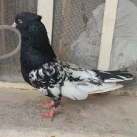 کله ای