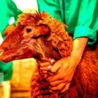 عقیقه.وقربانی«گوسفند زنده» زیرنٍرخ کل مشهد×تعاونی|حیوانات مزرعه|مشهد, توس (بلوار توس)|دیوار