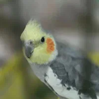 ۲عددعروس هلندی نر دستی وسخنگو ومرغ مینادستی وسخنگو|پرنده|یزد, |دیوار