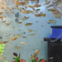 ماهی گوپی بالغ دونه ای 10 تومن