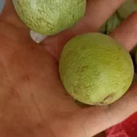 گردو سوزنی
