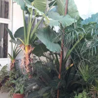 گل طبیعی بابا آدم|گل و گیاه طبیعی|آمل, |دیوار