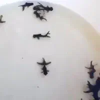 چشم تلسکوپی