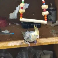 یک عروس هلندی کاملادستی