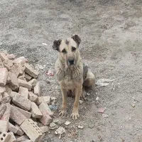مادع سراب