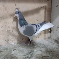 کبوتر .پرشی.جفتی