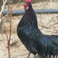 مرغ و خروس سوماترا اصیل
