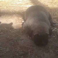 واگذاری.سگ.|سگ|رادکان, |دیوار