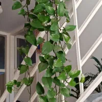 گلدان پتوس|گل و گیاه طبیعی|محمدشهر, سیدآباد|دیوار