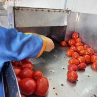 آب گوجه گیری|خوردنی و آشامیدنی|اصفهان, ارداجی|دیوار