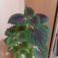 گل.|گل و گیاه طبیعی|اهواز, اهواز|دیوار