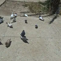 رنگی نر