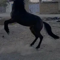 کره مادیون|اسب و تجهیزات اسب‌سواری|بروجرد, |دیوار