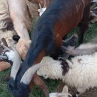 کهره و بره و بز نزار و گوسفند|حیوانات مزرعه|بندرعباس, |دیوار