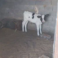فروش گوساله،گاو شیری،گوساله ابستن