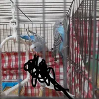 مرغ عشق|پرنده|کیش, |دیوار