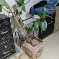 سرگرمی وفراغت