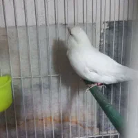 قناری|پرنده|مشهد, طلاب|دیوار