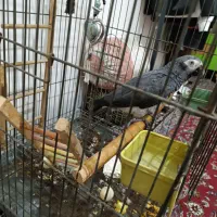 پرنده کاسکو