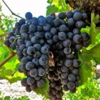 نهال سیب و ارقام مختلف میوه‌ها|خدمات باغبانی و درختکاری|مراغه, |دیوار