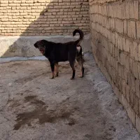 سگ پژدر نصل دار