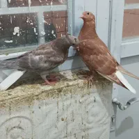 دمسفید کلاغ کاکلی طوقی ابلق دمسفید|پرنده|چناران, |دیوار