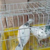 کفر|پرنده|بم, |دیوار