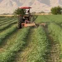 فروش بذر یونجه نیک شهری پایه بلند|عمده‌فروشی|بهبهان, |دیوار