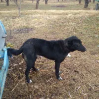 سگ نر|سگ|میاندوآب, |دیوار